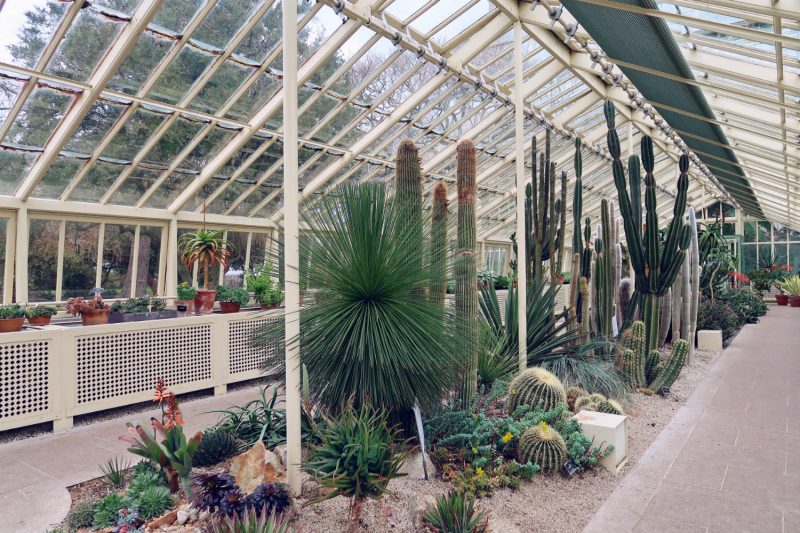 National Botanic Gardens Dublin @minkaguides Cactus