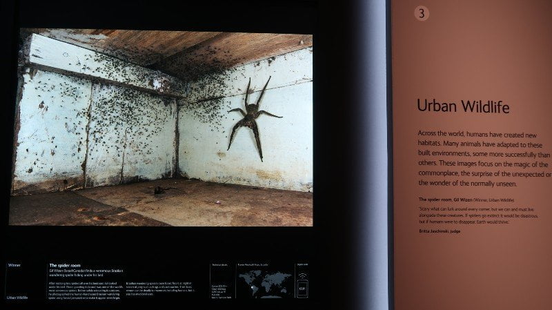 Exhibitions in London - Wildlife Photographer of the Year - giant spider CREDIT Minka Guides