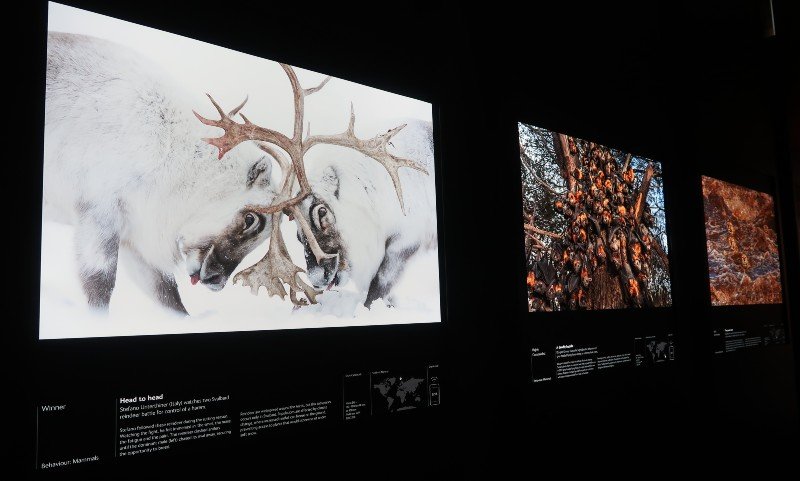 Exhibitions in London - Wildlife Photographer of the Year - reindeer CREDIT Minka Guides